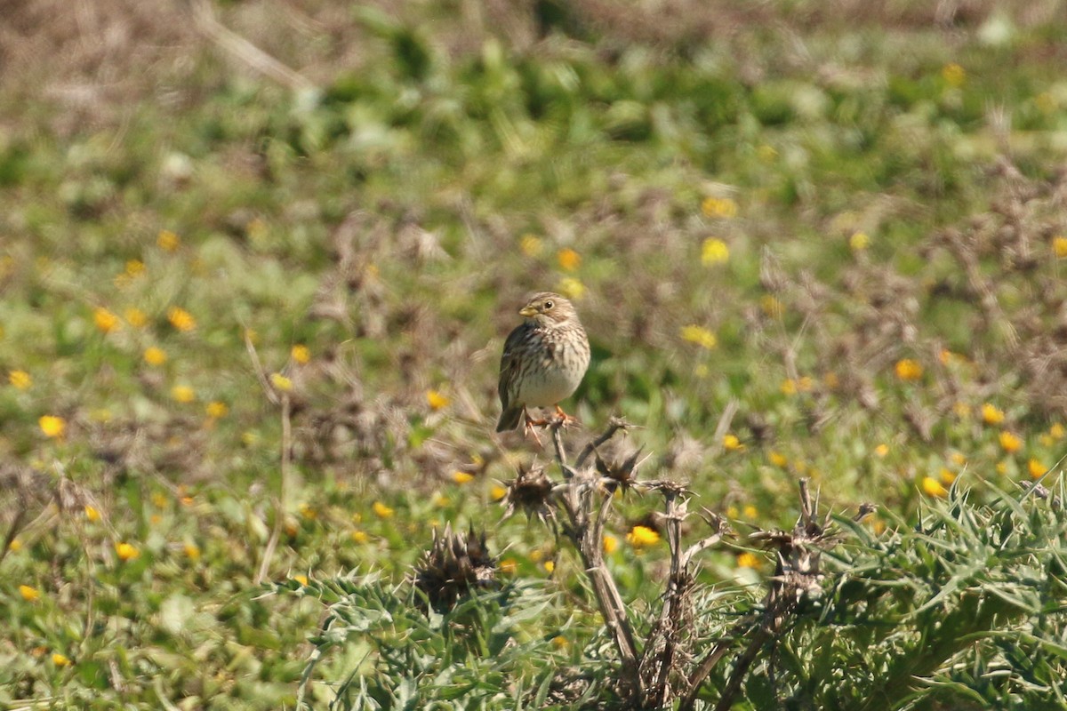 Corn Bunting - ML86216561