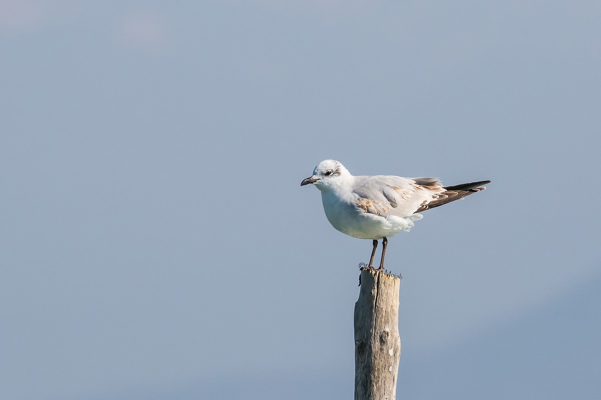 Gaviota Cabecinegra - ML86216831