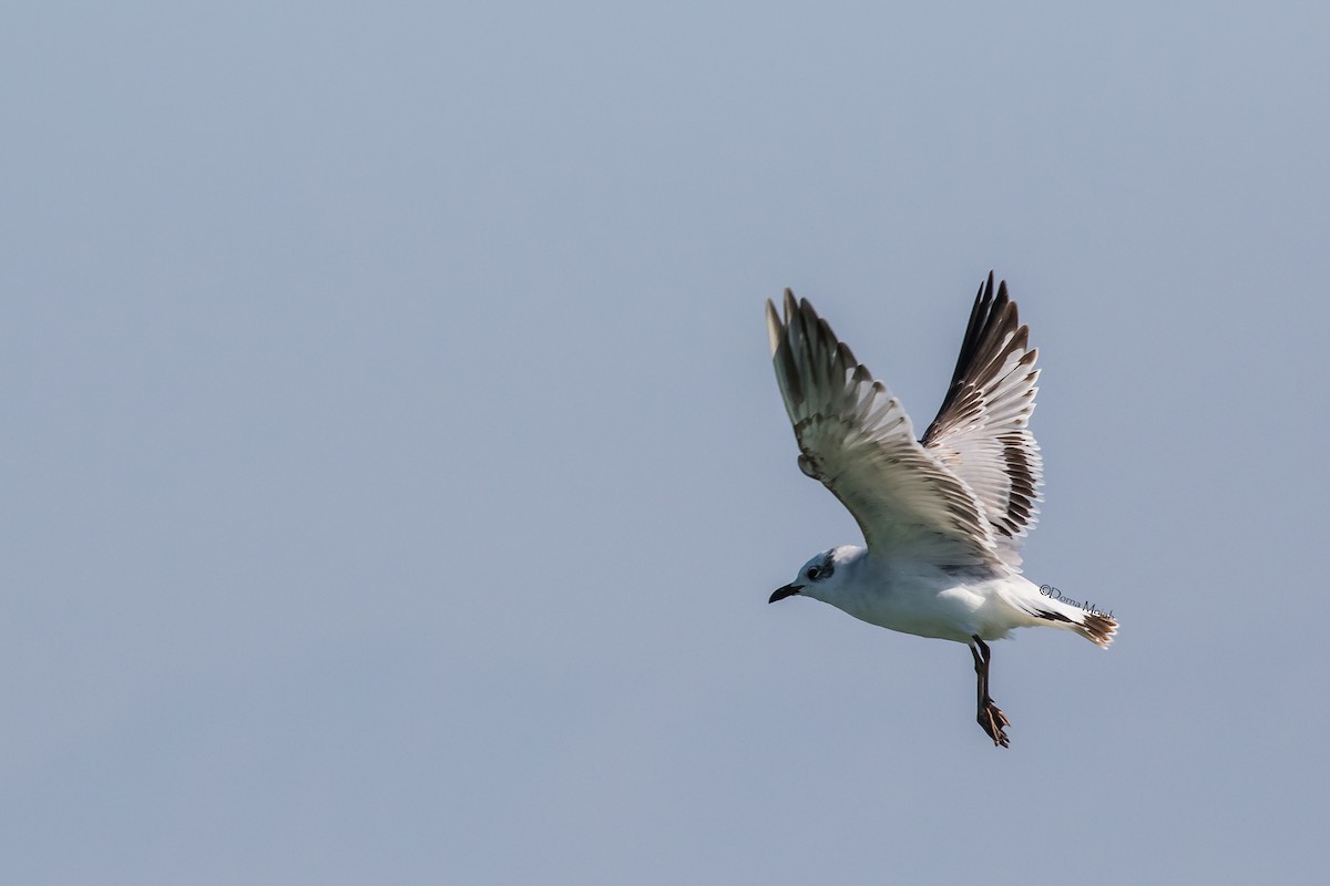 Gaviota Cabecinegra - ML86216841