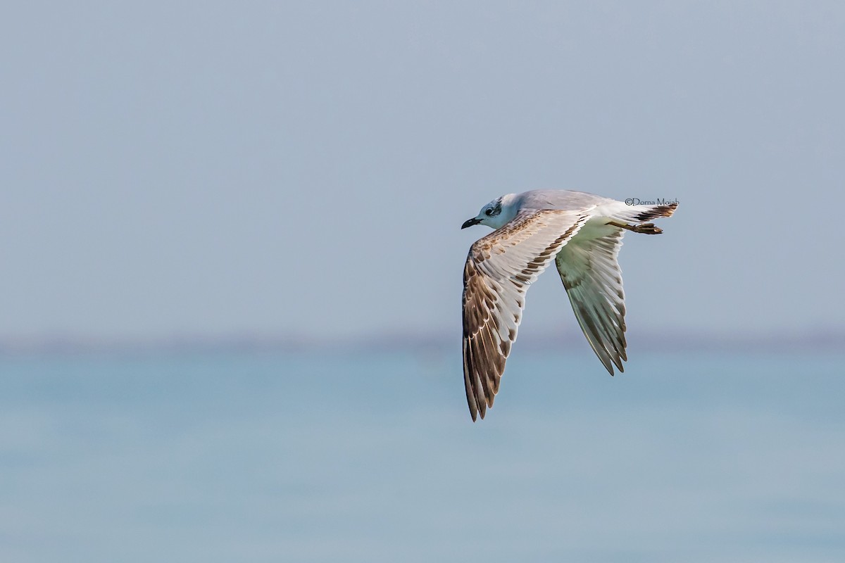 Gaviota Cabecinegra - ML86217001