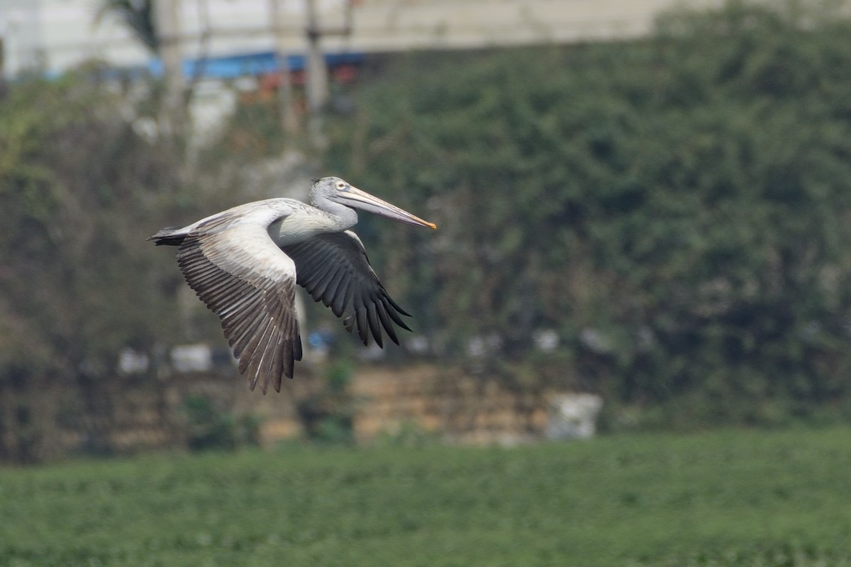 Spot-billed Pelican - Sanjay Malik