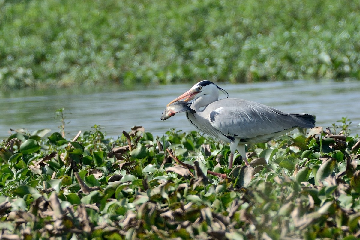 Gray Heron - ML86217251