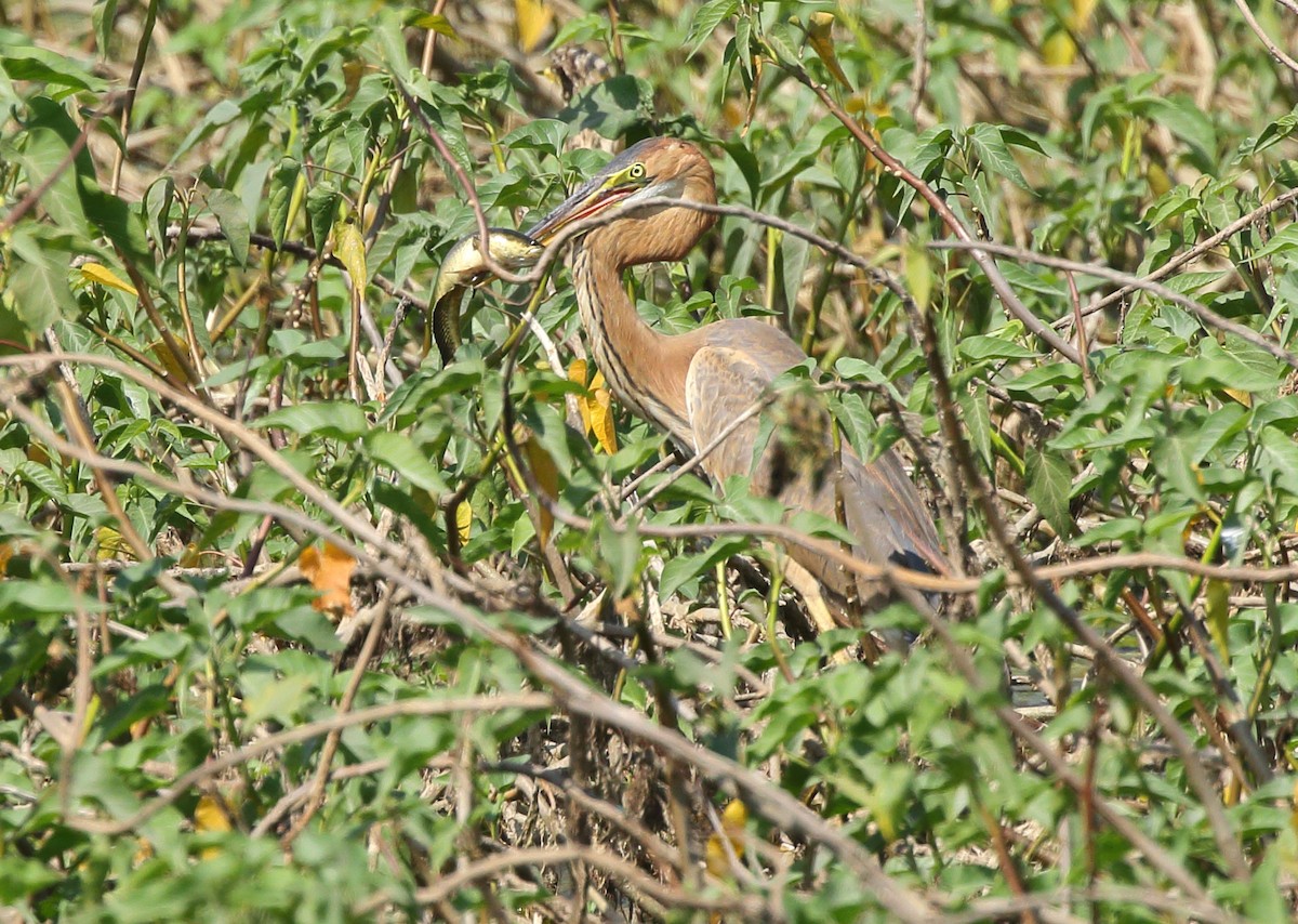 Purple Heron - ML86218611