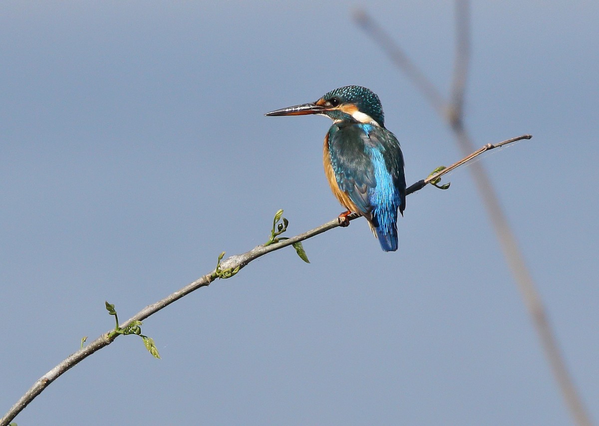 Common Kingfisher - Rahul  Singh