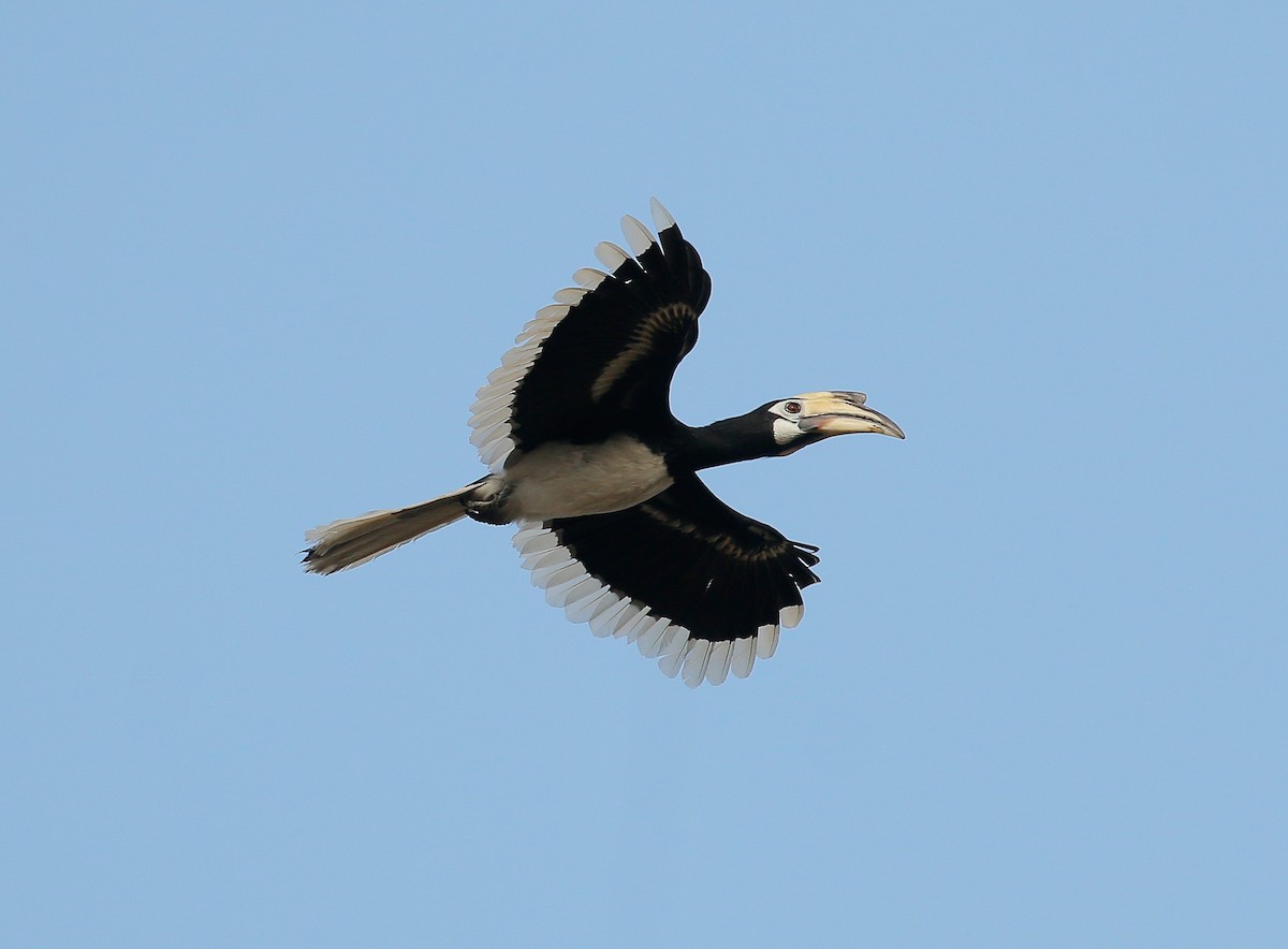 Oriental Pied-Hornbill - ML86219921