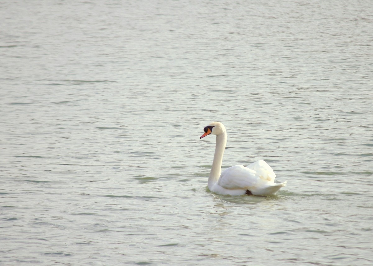 Mute Swan - ML86221281