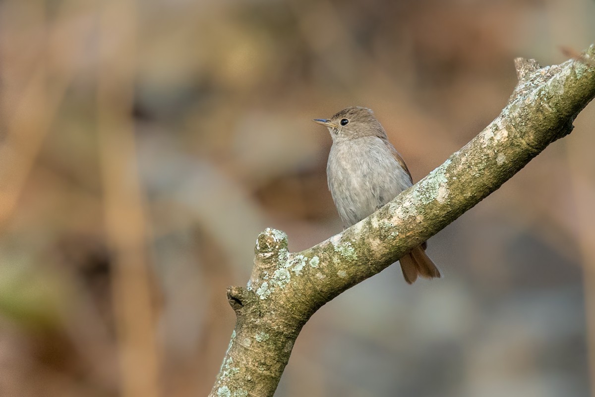 Rusty-tailed Flycatcher - ML86221771