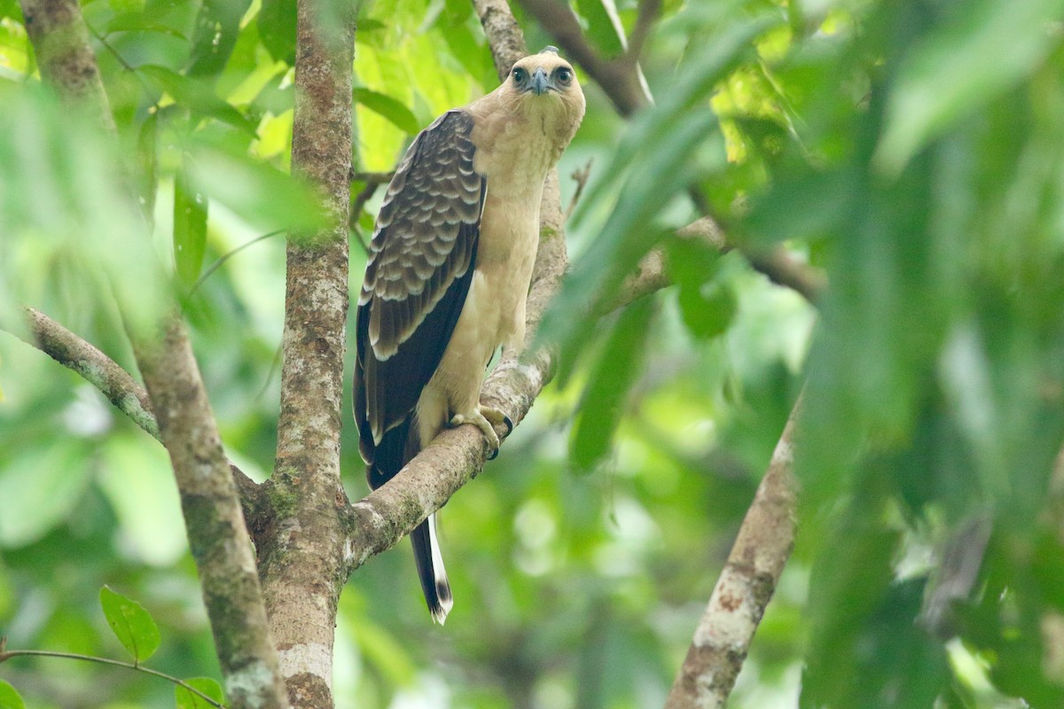 Wallace's Hawk-Eagle - ML86223021