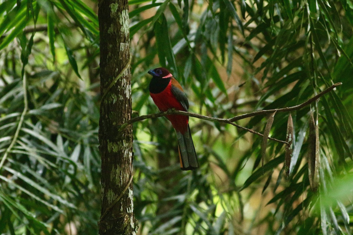 Diard's Trogon - ML86223121