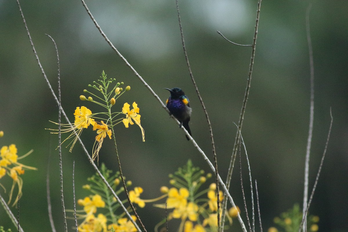 Copper-throated Sunbird - ML86223241