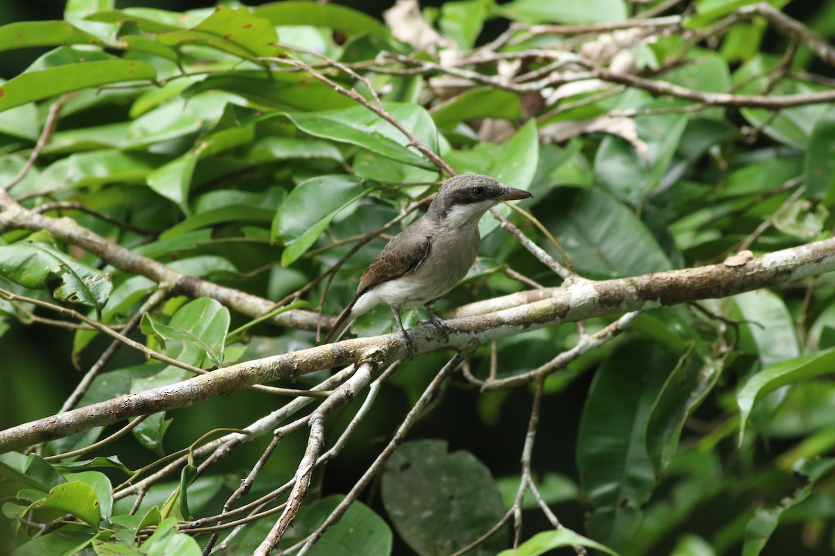 Large Woodshrike - ML86223331