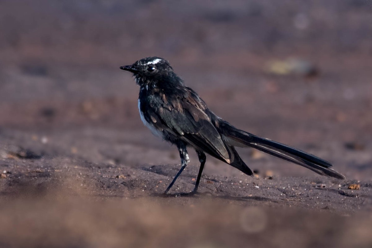 Willie-wagtail - ML86223821