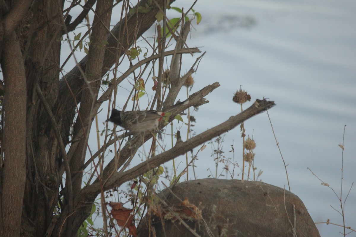 Red-vented Bulbul - Ushma Patel