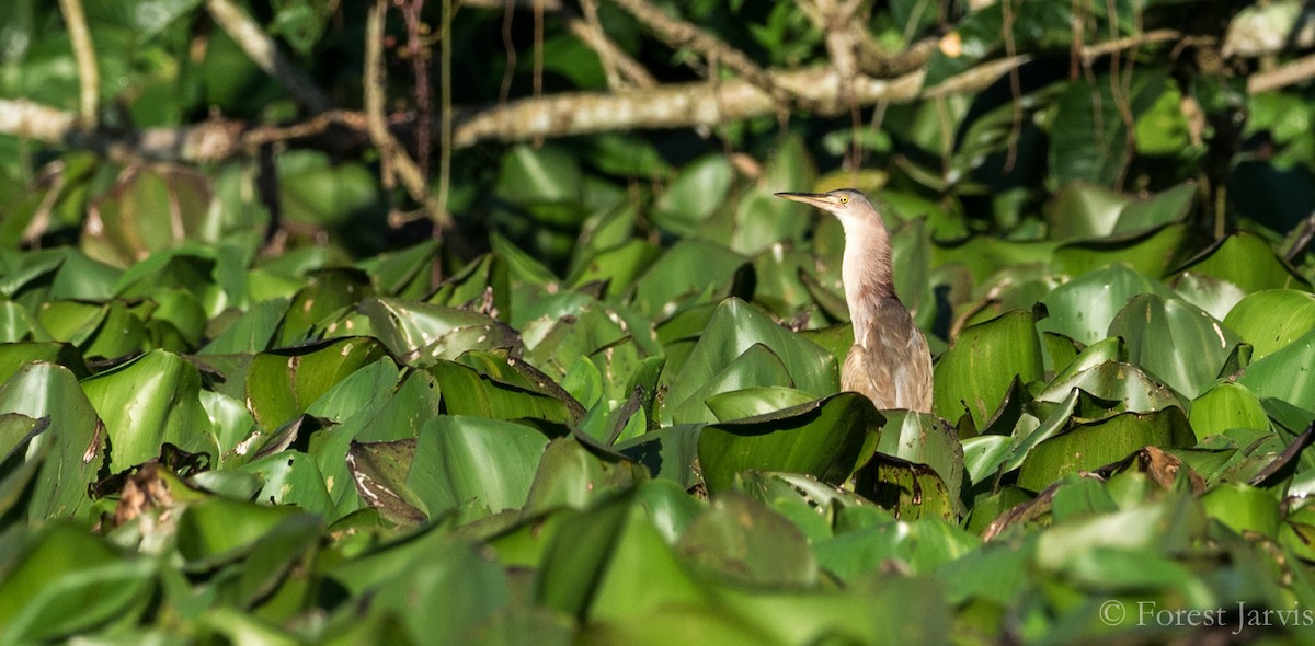 Avetorillo Chino - ML86225421