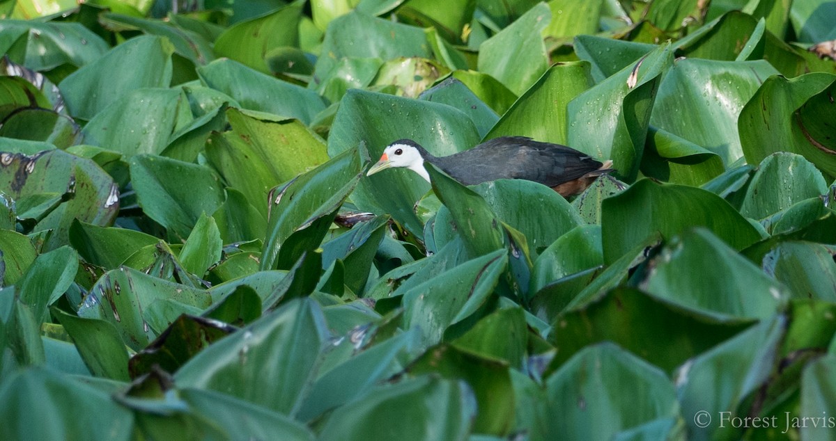 White-breasted Waterhen - ML86225441