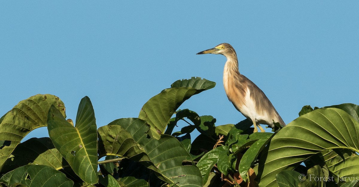 Javan Pond-Heron - Forest Botial-Jarvis
