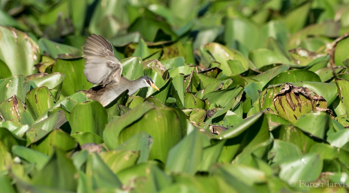Polluela Cejiblanca - ML86225491