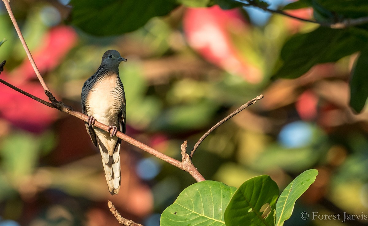 Zebra Dove - ML86225511