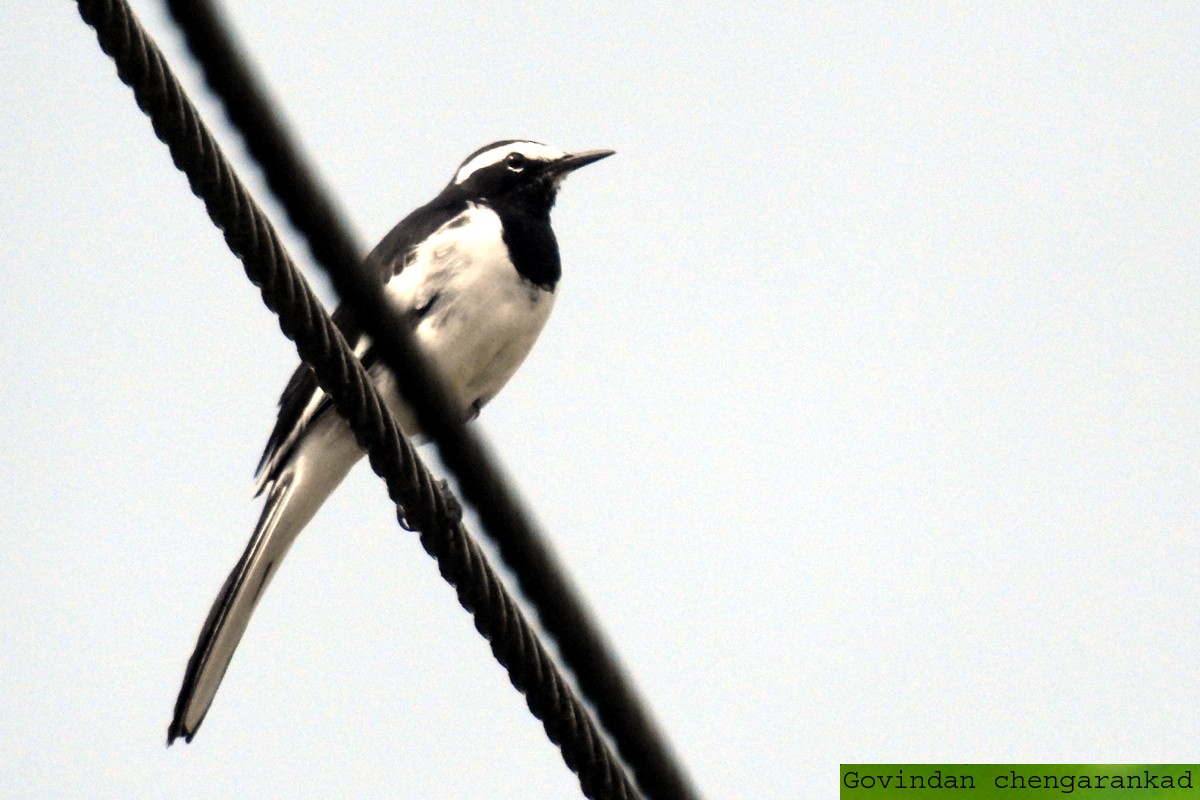 White-browed Wagtail - ML86225591