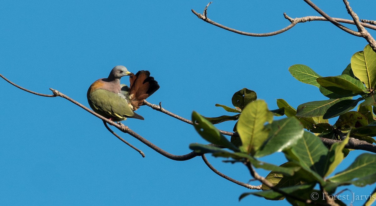 Vinago Cuellirrosa - ML86225631