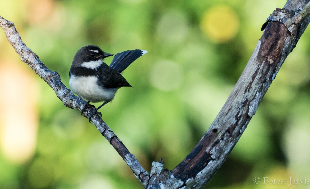 Abanico Pío de Filipinas - ML86225781