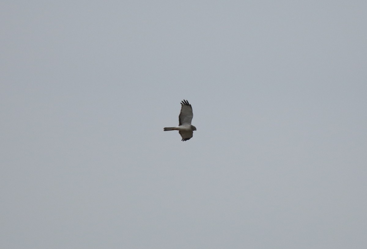 Northern Harrier - ML86227741