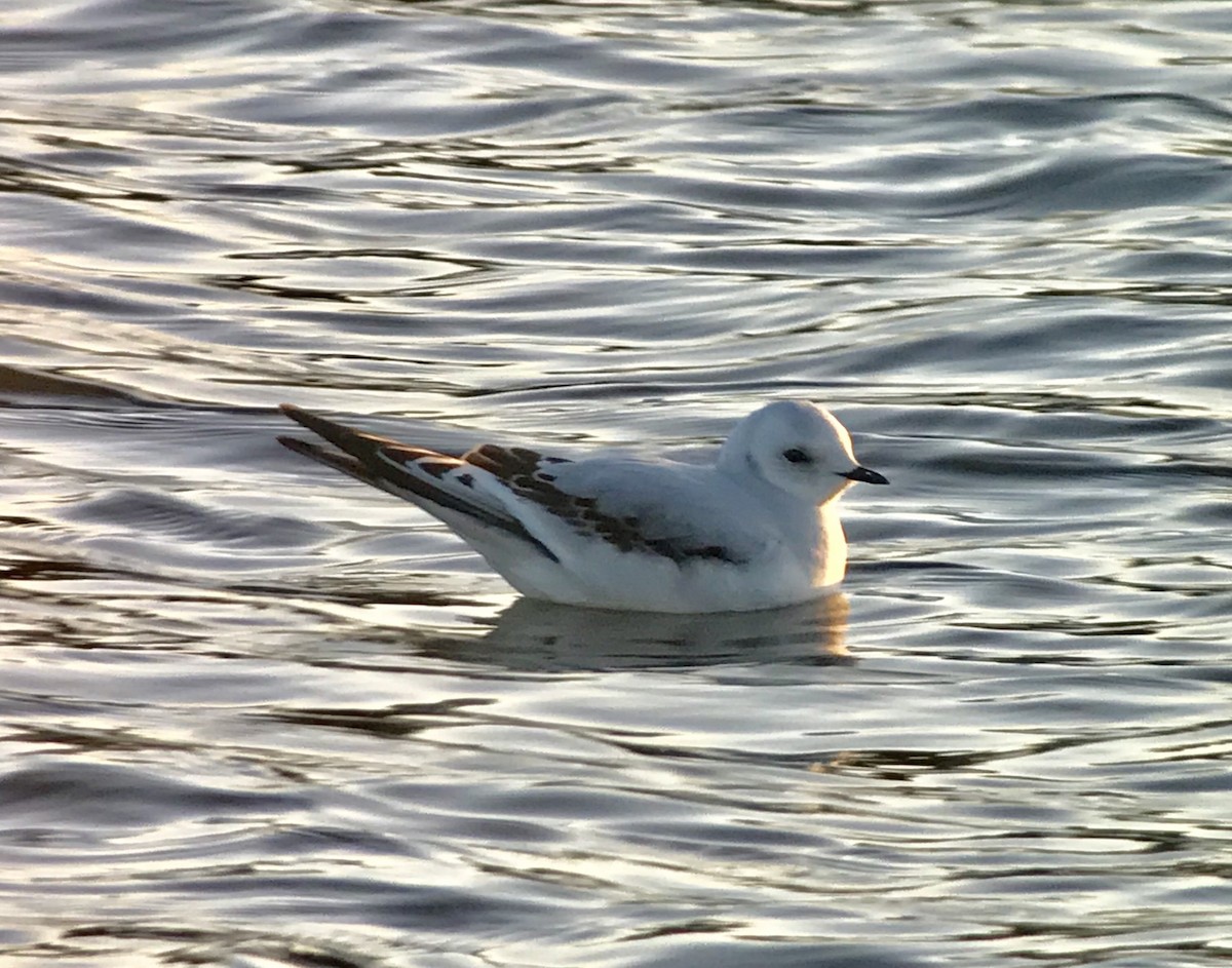 Ross's Gull - ML86227921