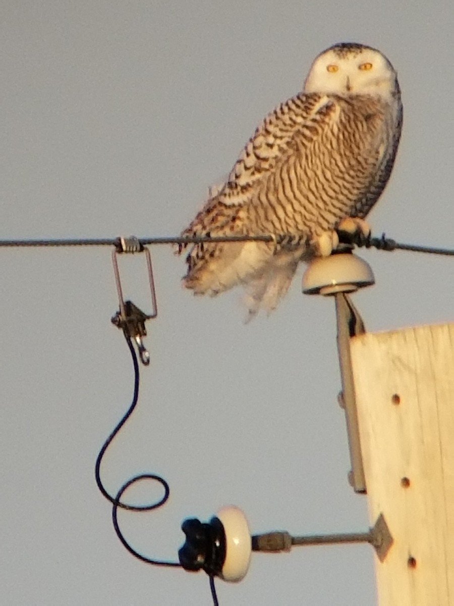 Snowy Owl - ML86228381