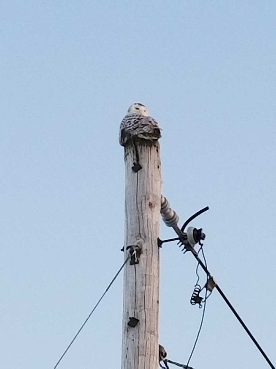 Snowy Owl - ML86228491