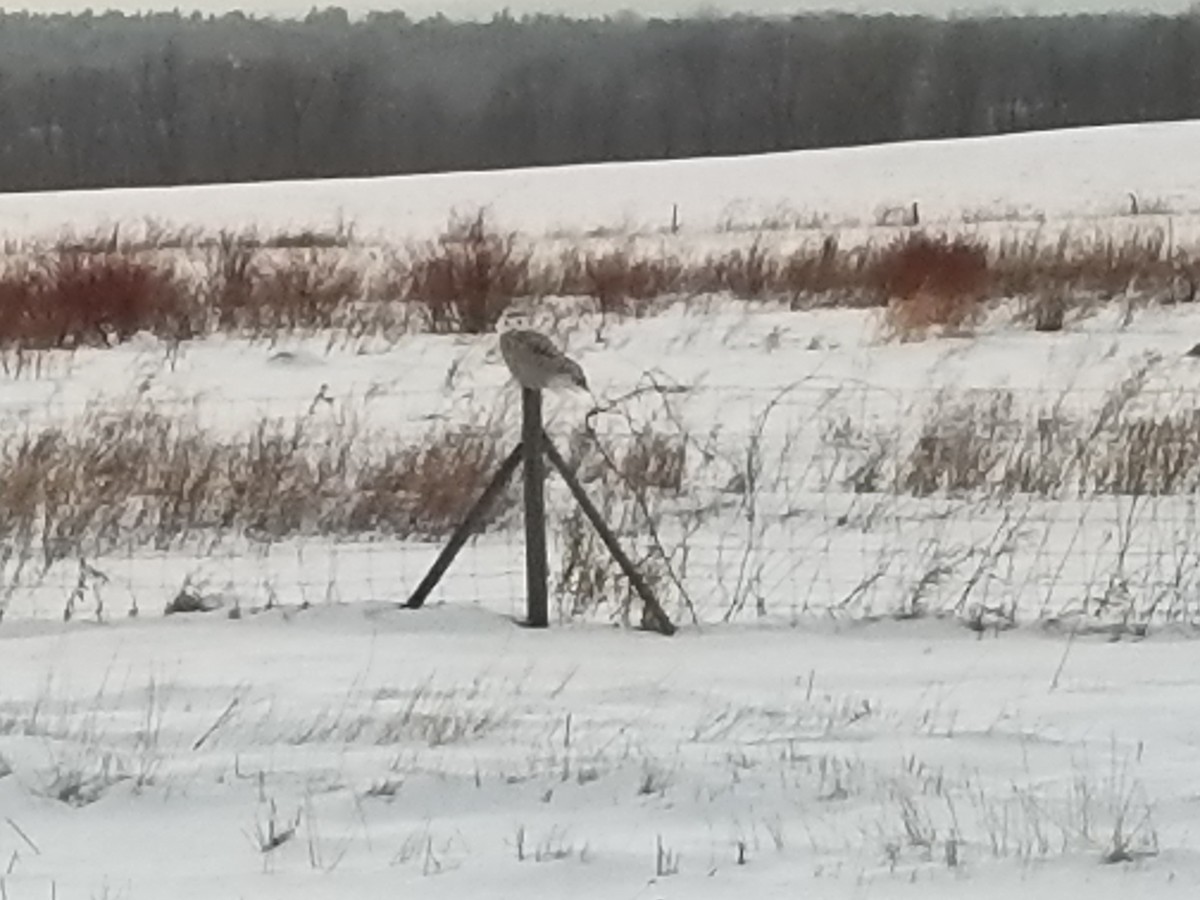 Snowy Owl - ML86228551