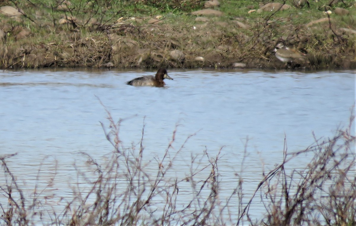 Lesser Scaup - Robin Wolcott