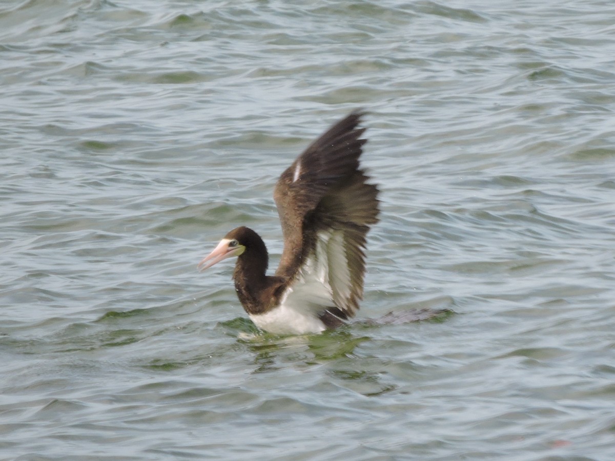 Brown Booby - Bob Lane