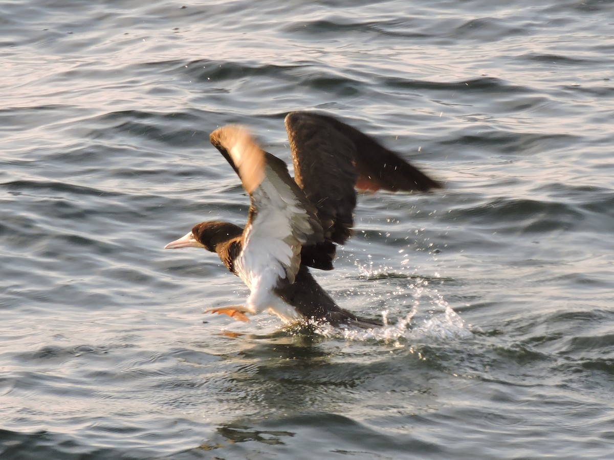 Brown Booby - Bob Lane