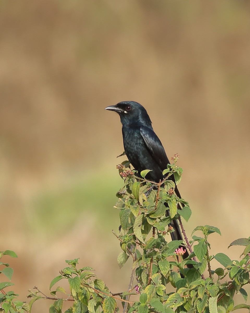 Black Drongo - ML86230771