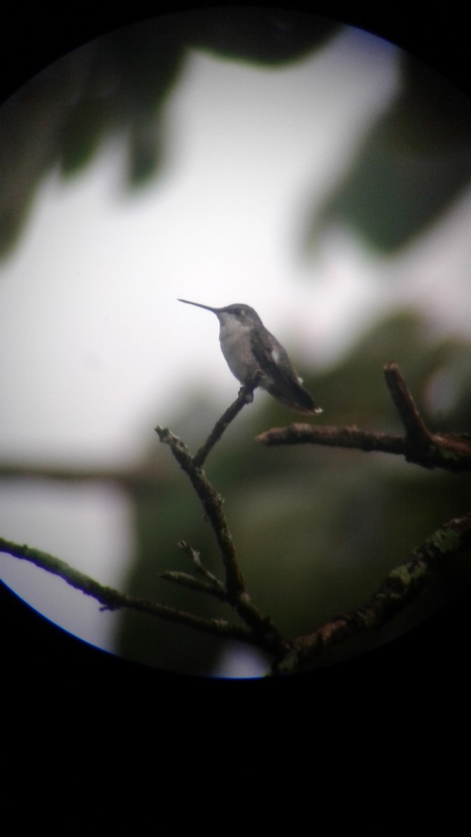 Colibrí Gorjirrubí - ML86231111