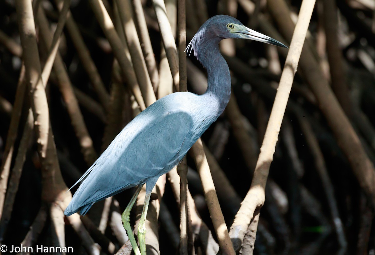 Aigrette bleue - ML86231371