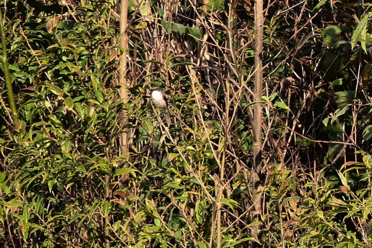 Jerdon's Bushchat - Joost Foppes