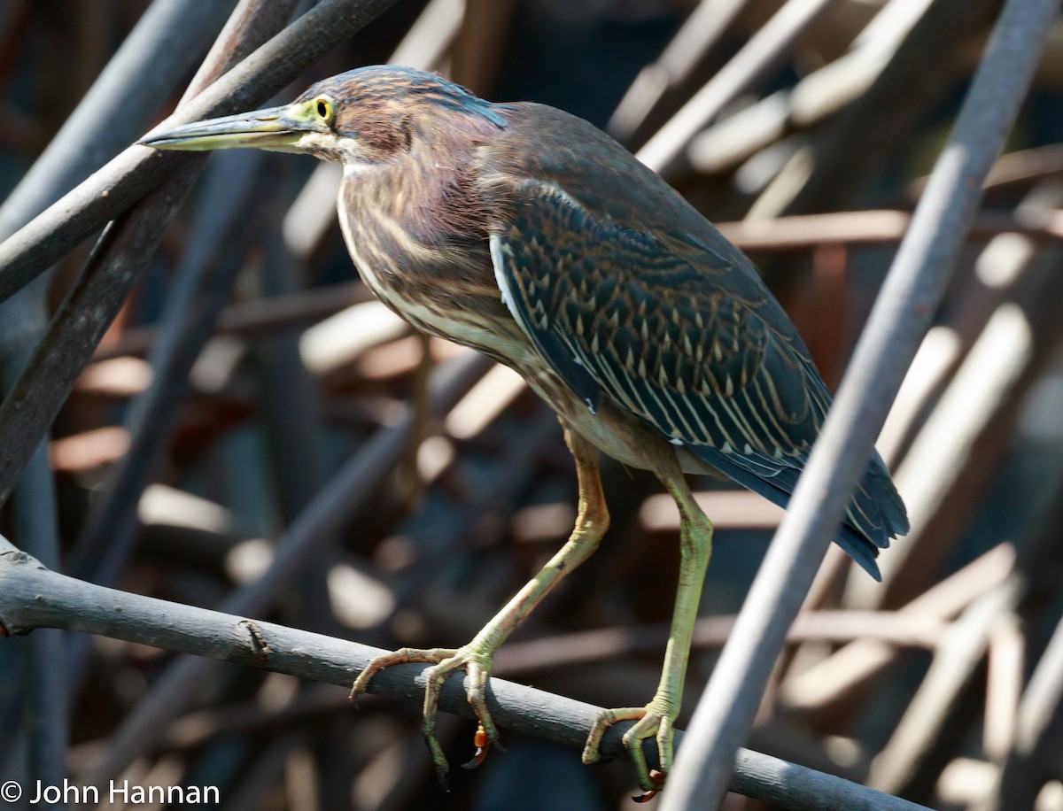 Green Heron - John Hannan