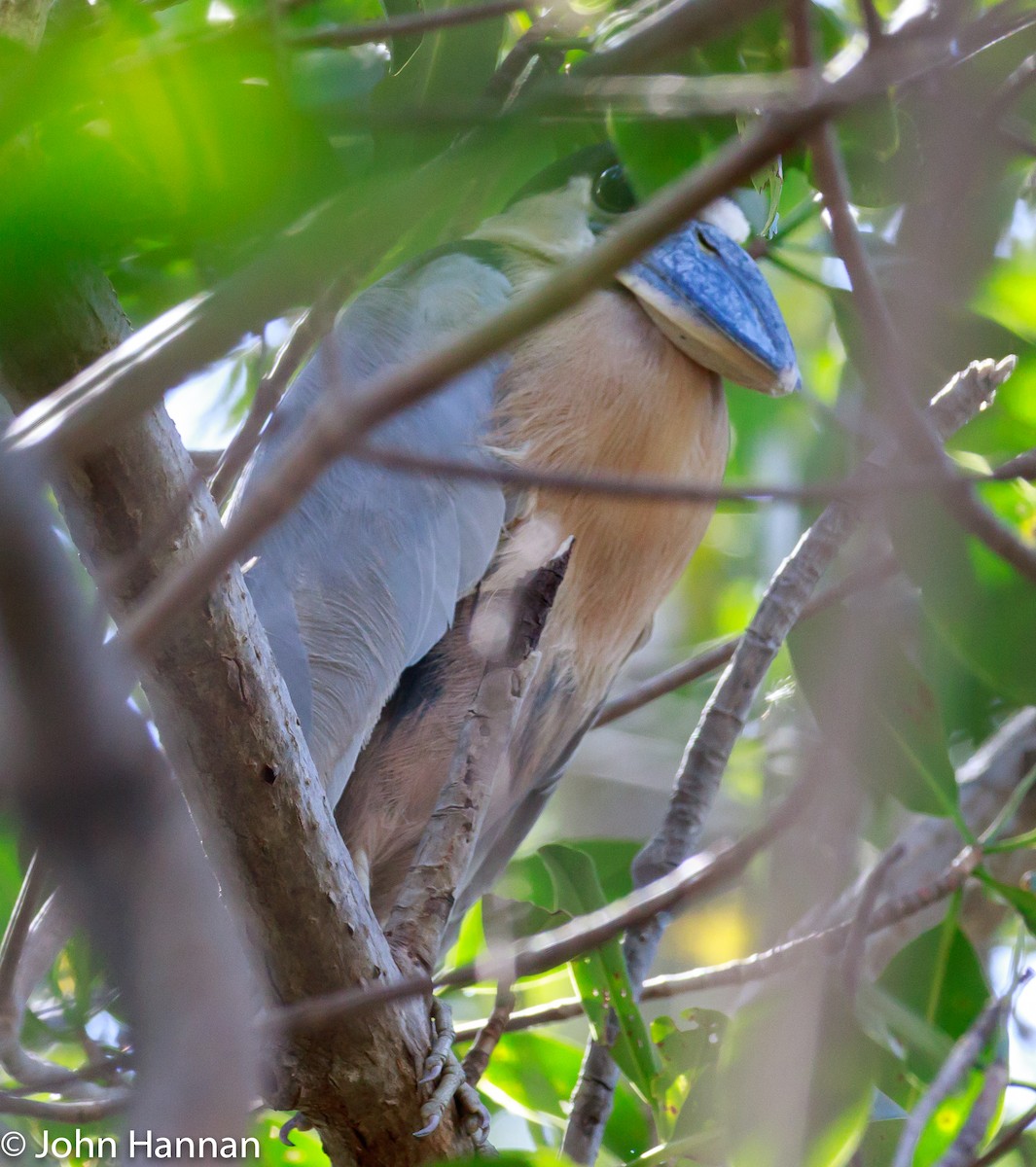 Boat-billed Heron - ML86231521