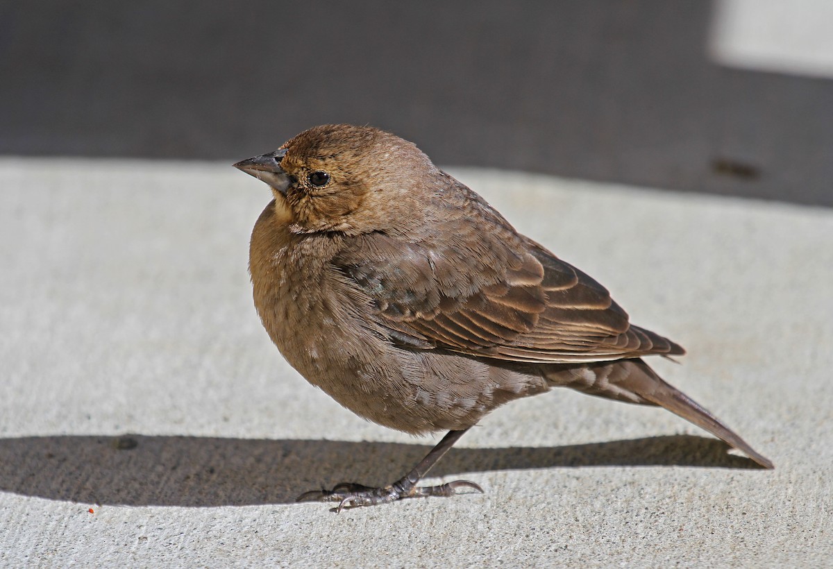 Brown-headed Cowbird - Paul Lewis