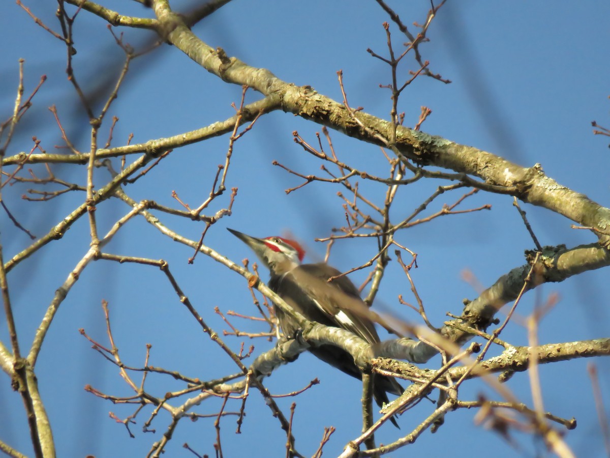 Pileated Woodpecker - ML86233311