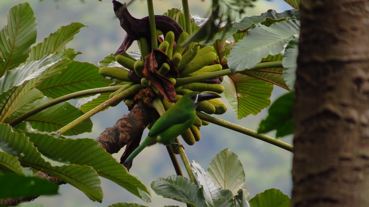 Southern Emerald-Toucanet (Santa Marta) - ML86234851