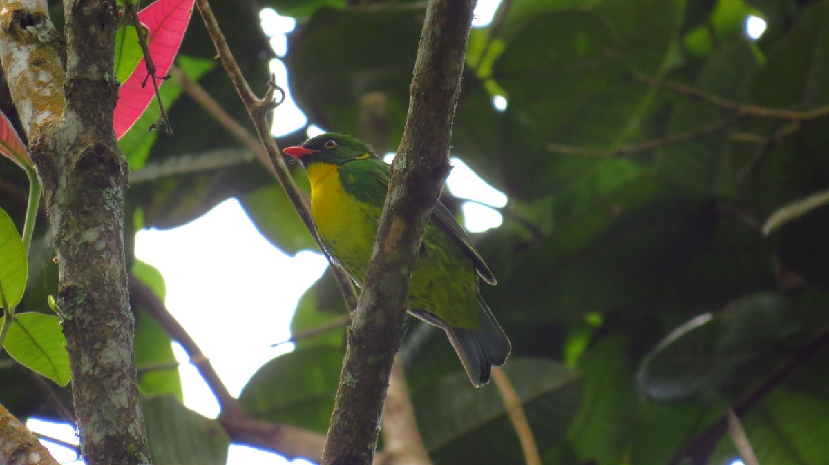 Golden-breasted Fruiteater - ML86234941