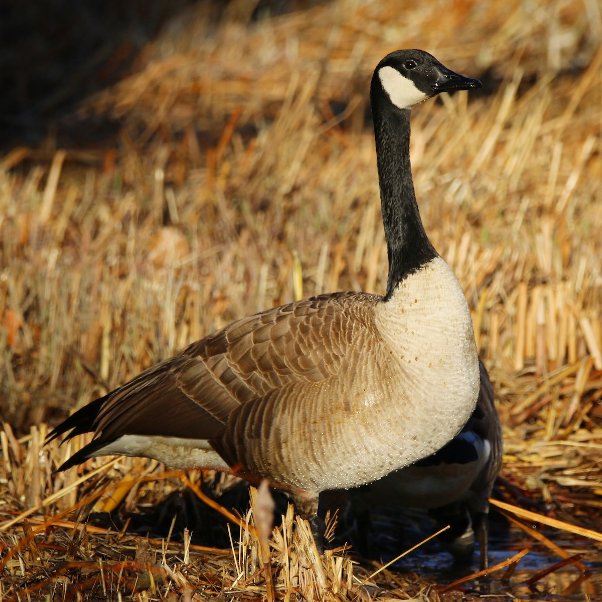 Canada Goose - ML86235261