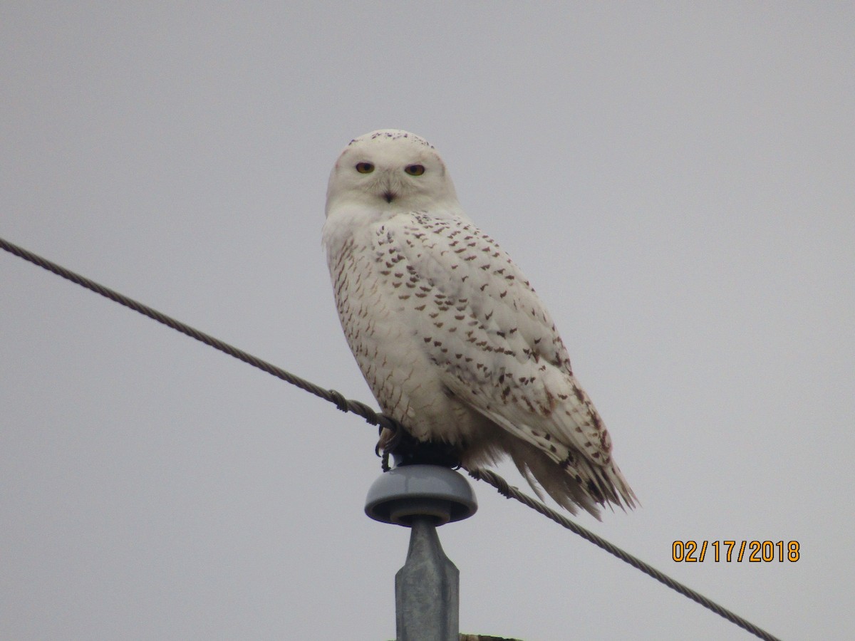 Snowy Owl - J Reinhard