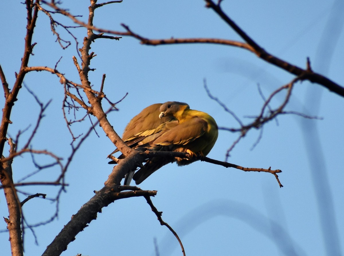 Yellow-footed Green-Pigeon - ML86236501