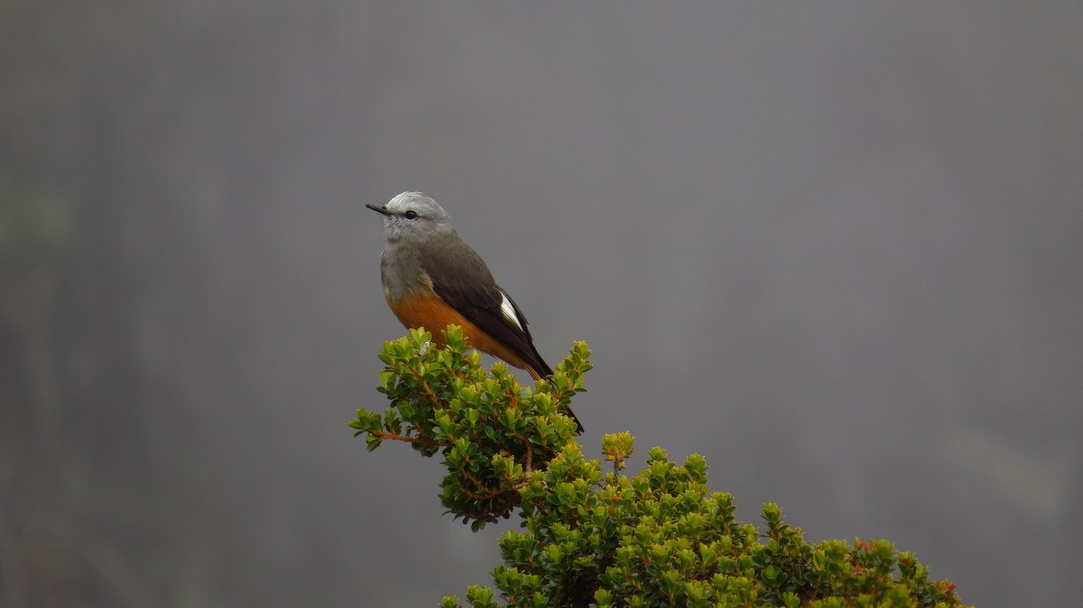 Red-rumped Bush-Tyrant - ML86236591