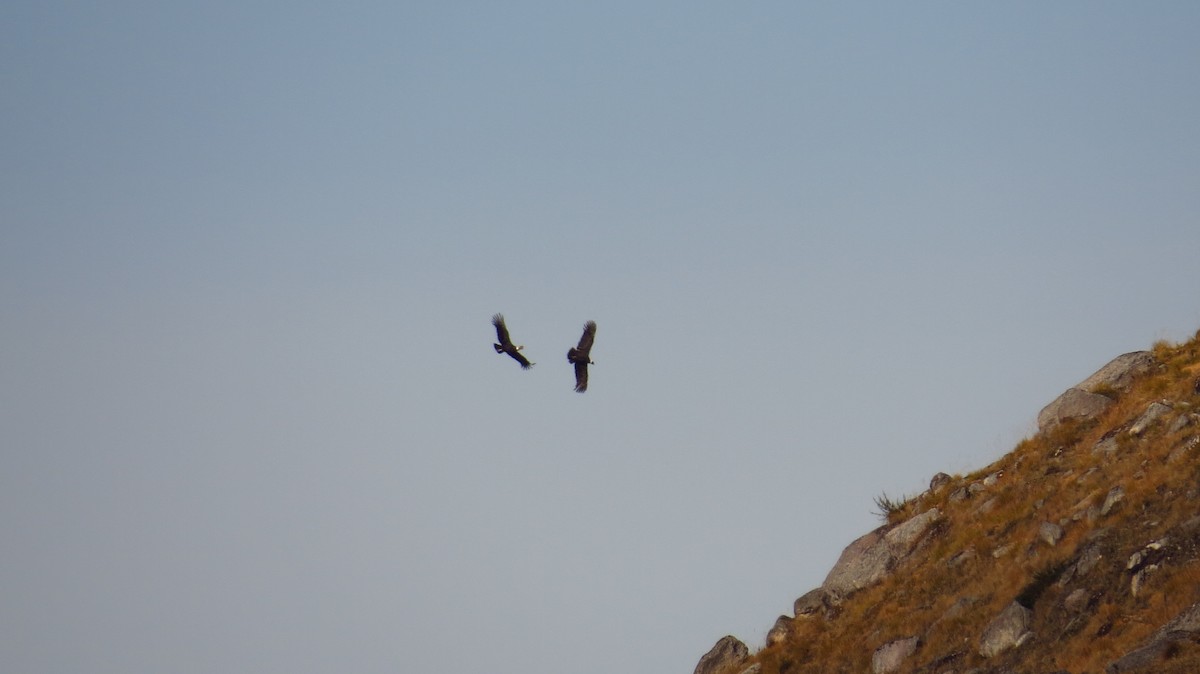 Andean Condor - ML86237311