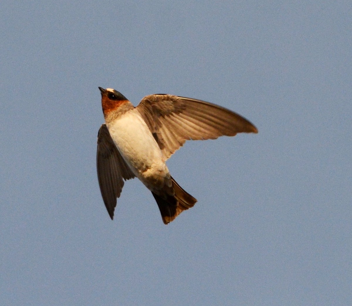 Cliff Swallow - Russell Hoffman