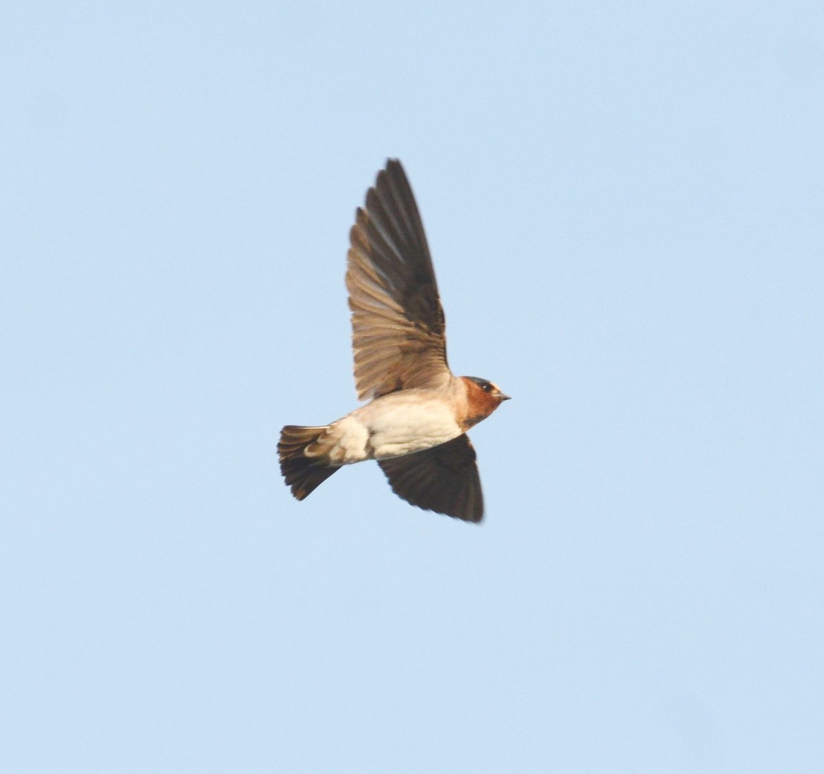 Cliff Swallow - Russell Hoffman